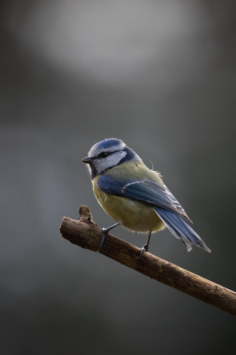 DIY Bird Feeders